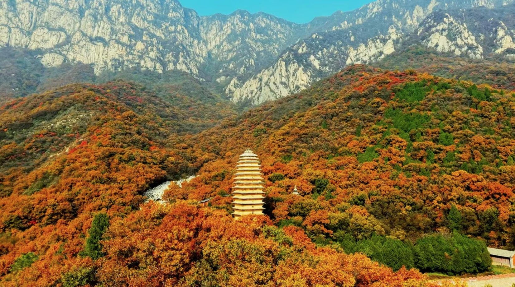 河南登封：嵩山古树披金 古建熠熠生辉 